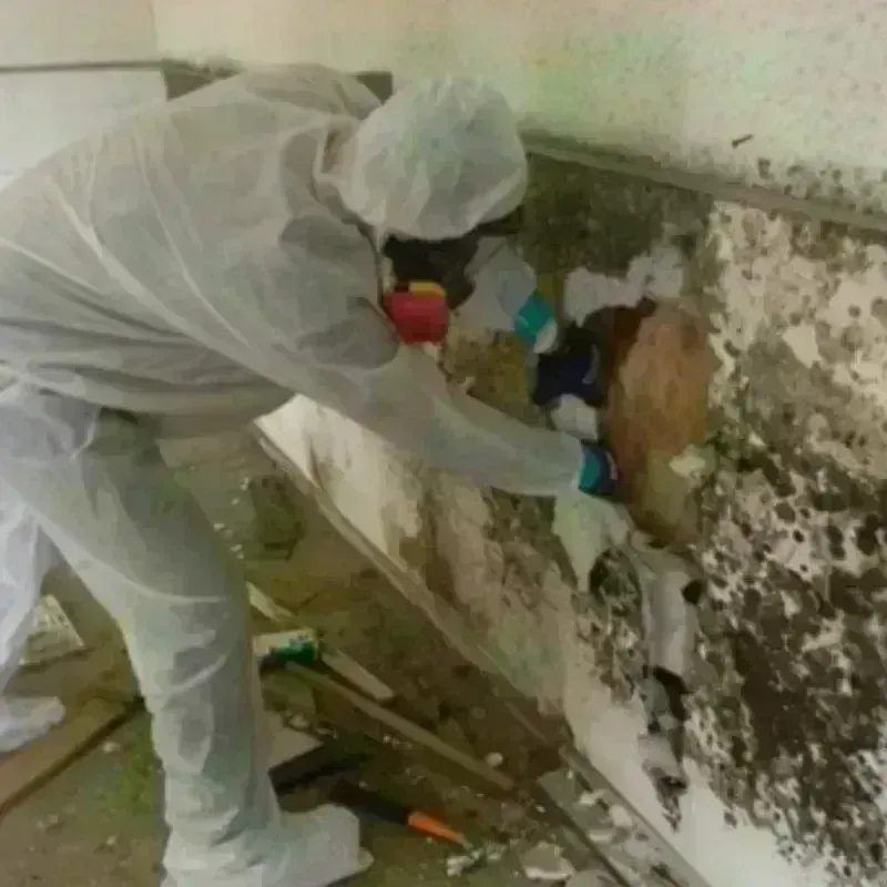 Mold Remediation and Removal in Christiansburg, VA